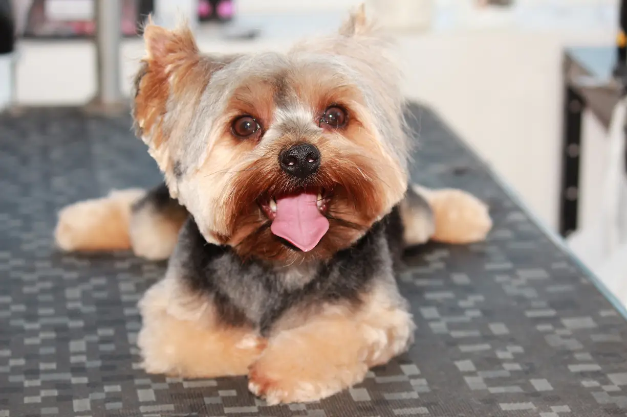 Banho para Cachorro e Gato em Campinas - Clínica Bicho de Estimação Jardim Chapadão