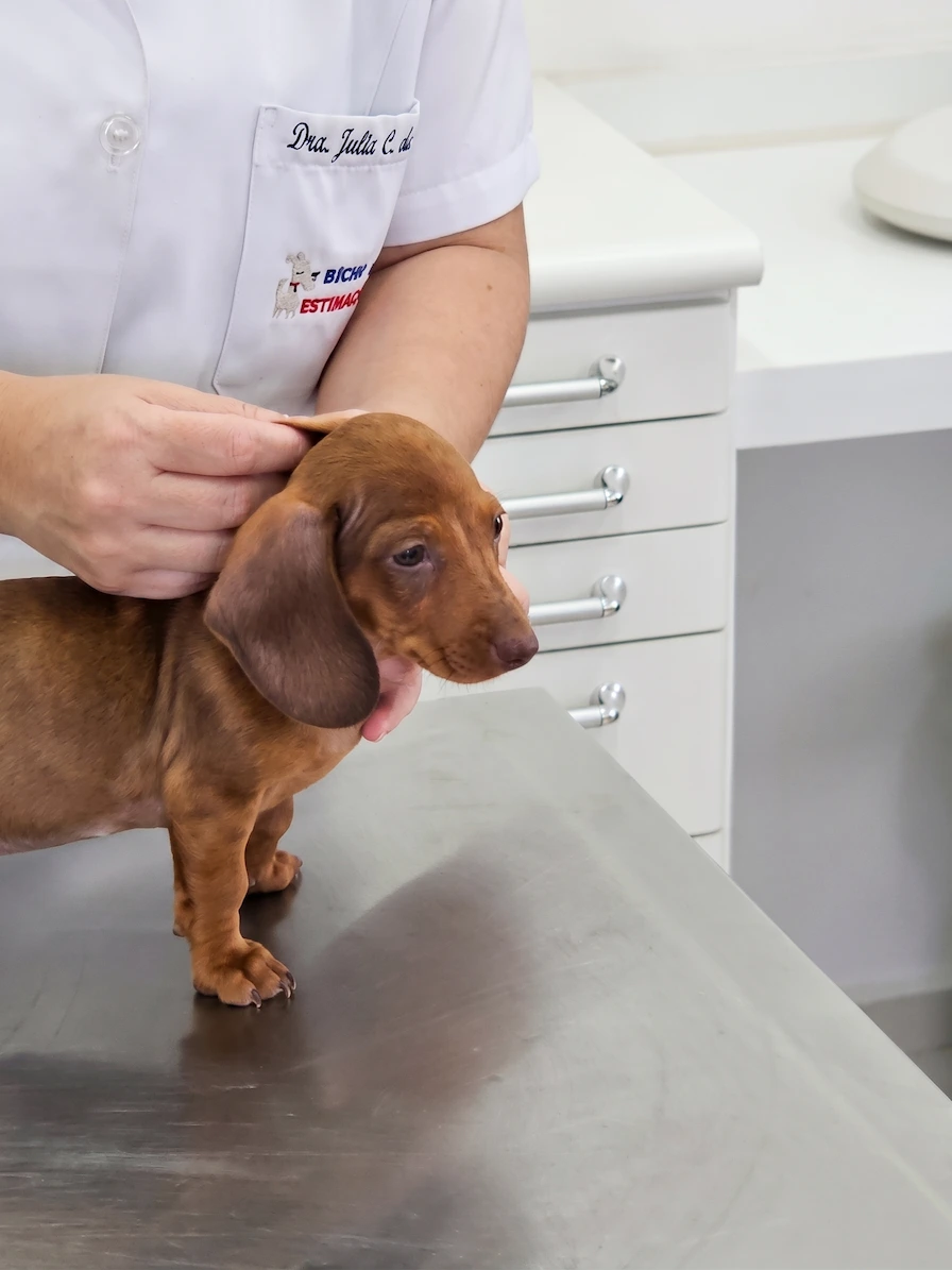 Consulta Clínica Geral Veterinária em Campinas - Clínica Bicho de Estimação Jardim Chapadão