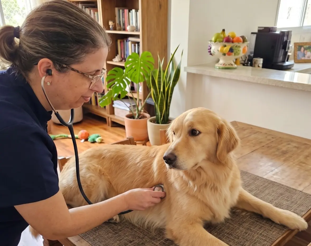 Consulta Veterinária Domiciliar em Campinas - Clínica Bicho de Estimação Jardim Chapadão