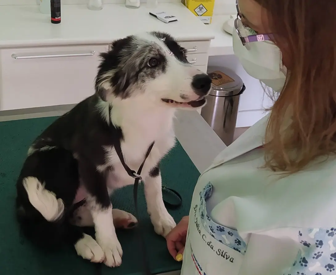 Consulta Veterinária Preventiva em Campinas - Clínica Bicho de Estimação Jardim Chapadão