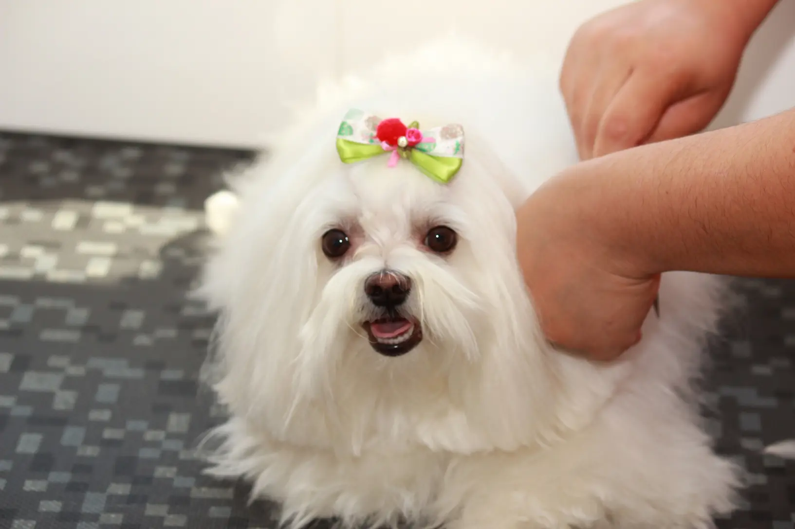 Cronograma Capilar Pet em Campinas - Clínica Bicho de Estimação Jardim Chapadão