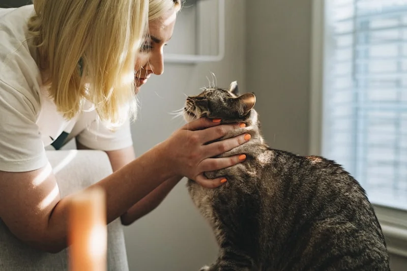 Diabetes em Cães e Gatos em Campinas - Clínica Bicho de Estimação Jardim Chapadão