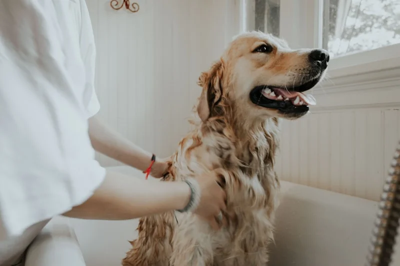 Hidratação de Pelos Pet em Campinas - Clínica Bicho de Estimação Jardim Chapadão