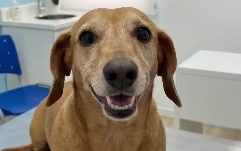 Limpeza de Tártaro Veterinária em Campinas - Clínica Bicho de Estimação Jardim Chapadão