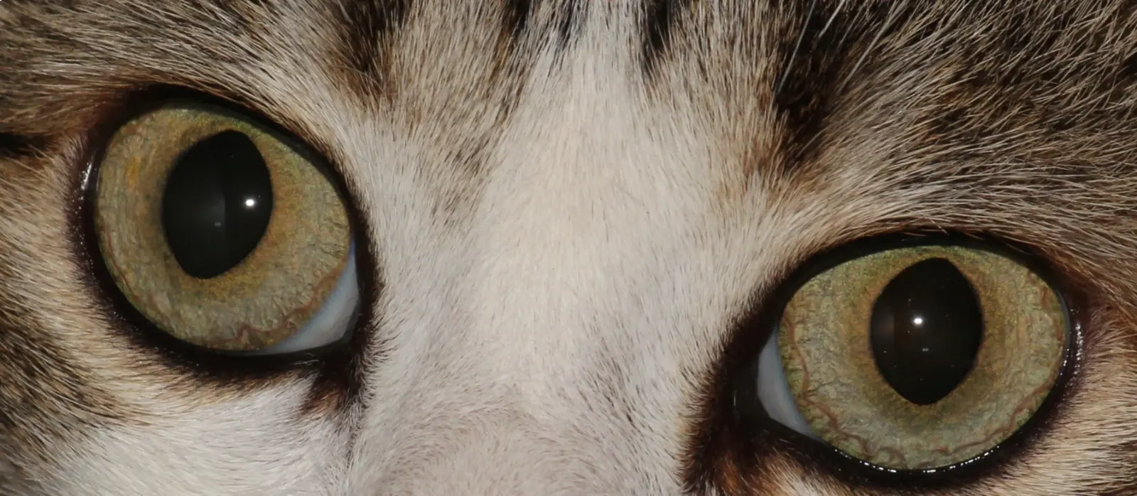 Oftalmologia Veterinária em Campinas - Clínica Bicho de Estimação Jardim Chapadão