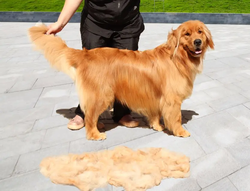 Retirada de Pelos Mortos (Undercoat) em Campinas - Clínica Bicho de Estimação Jardim Chapadão