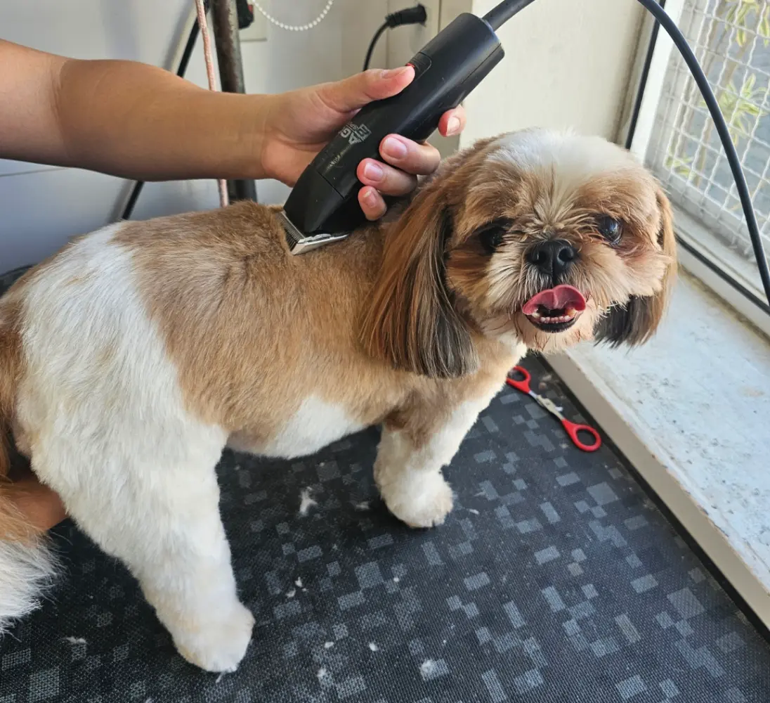 Tosa na Máquina em Campinas - Clínica Bicho de Estimação Jardim Chapadão