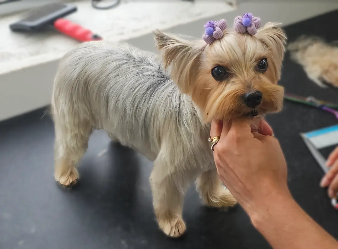 Tosa na Tesoura em Campinas - Clínica Bicho de Estimação Jardim Chapadão